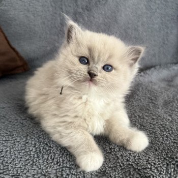 chaton Ragdoll blue mink mitted Vert Les Ragdolls de la Croisette chaton Ragdoll blue mink mitted Vert Les Ragdolls de la Croisette