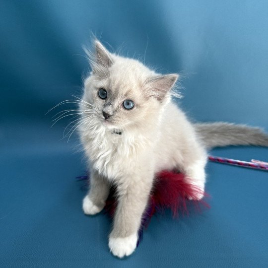 chaton Ragdoll blue mink mitted Angel Les Ragdolls de la Croisette