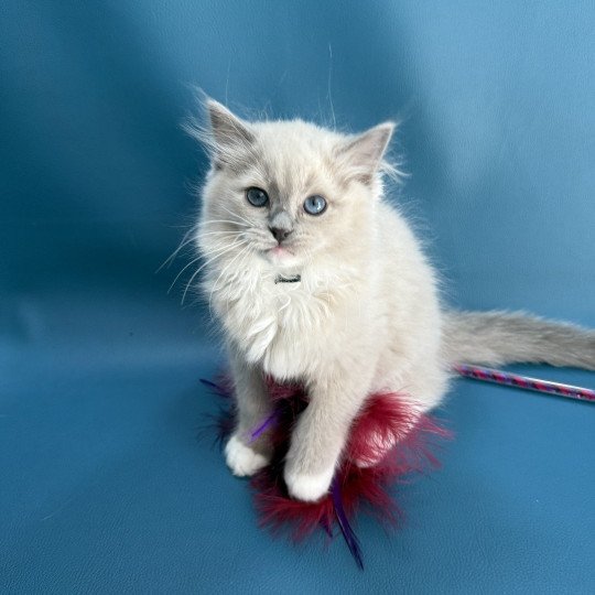 chaton Ragdoll blue mink mitted Angel Les Ragdolls de la Croisette