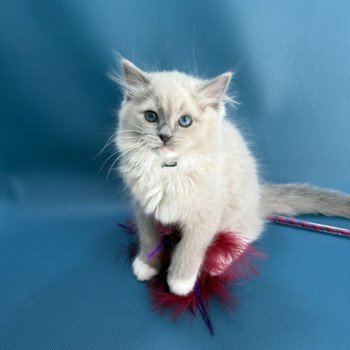 chaton Ragdoll blue mink mitted Angel Les Ragdolls de la Croisette chaton Ragdoll blue mink mitted Angel Les Ragdolls de la Croisette