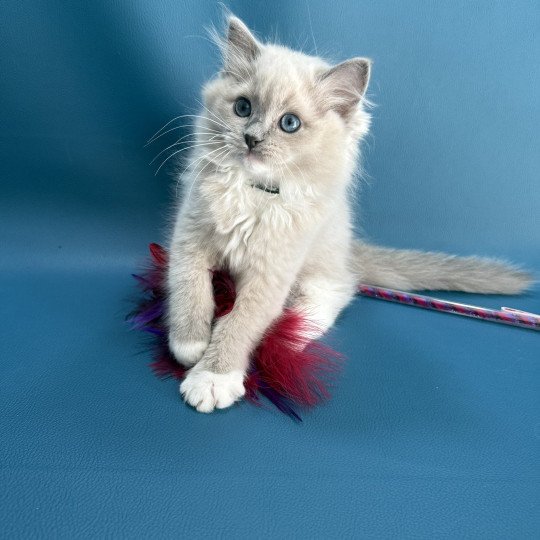 chaton Ragdoll blue mink mitted Angel Les Ragdolls de la Croisette