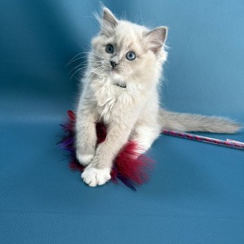 chaton Ragdoll blue mink mitted Angel Les Ragdolls de la Croisette chaton Ragdoll blue mink mitted Angel Les Ragdolls de la Croisette