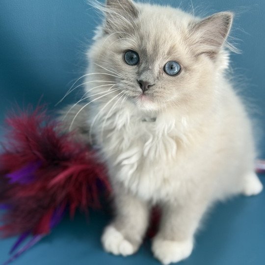 chaton Ragdoll blue mink mitted Angel Les Ragdolls de la Croisette