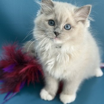 chaton Ragdoll blue mink mitted Angel Les Ragdolls de la Croisette chaton Ragdoll blue mink mitted Angel Les Ragdolls de la Croisette