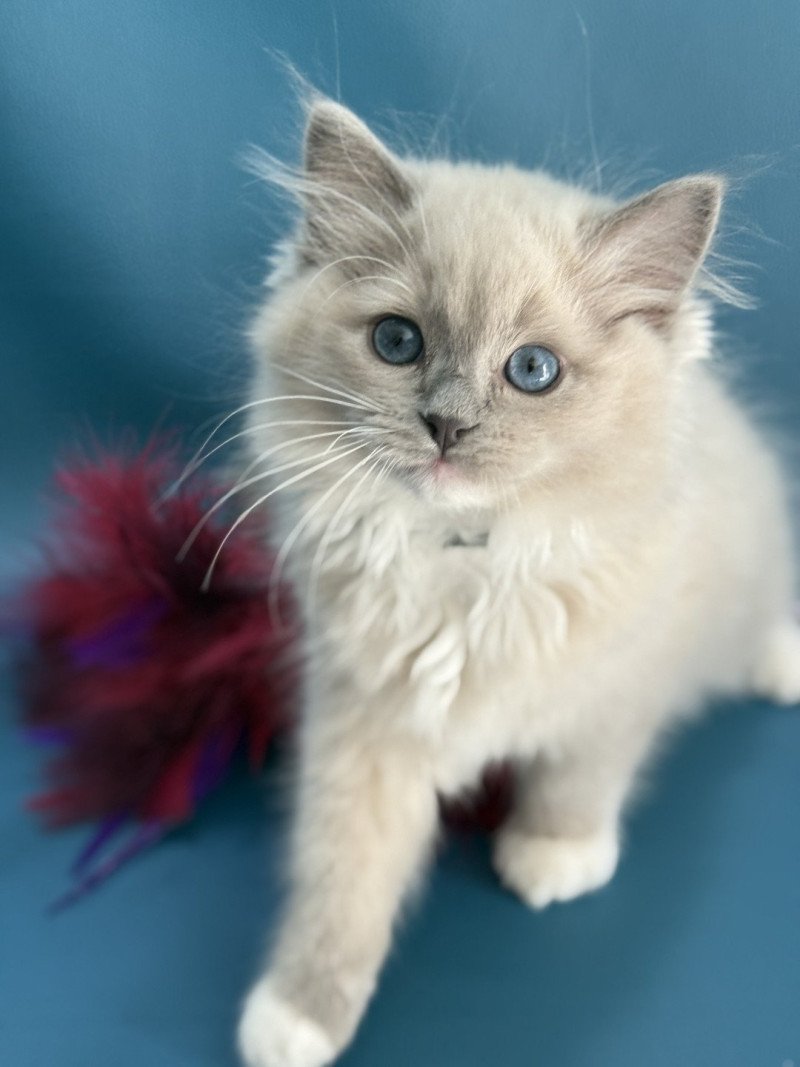 Angel De La Croisette Mâle Ragdoll