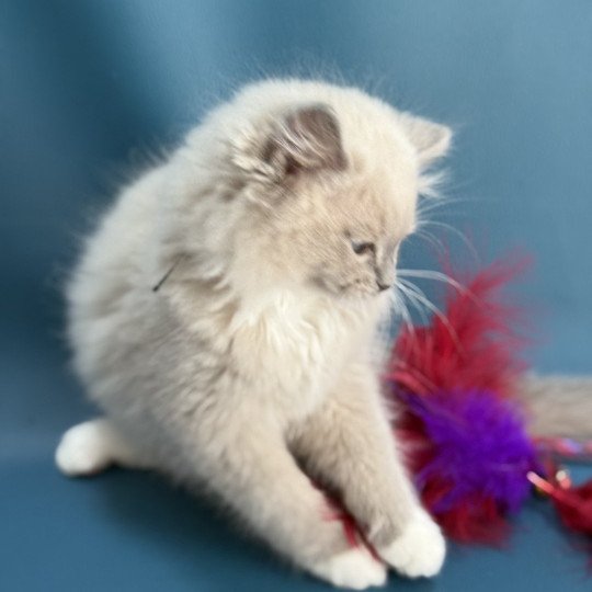 chaton Ragdoll blue mink mitted Angel Les Ragdolls de la Croisette