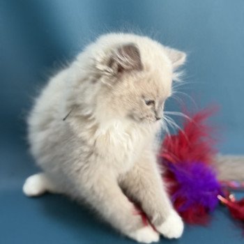 chaton Ragdoll blue mink mitted Angel Les Ragdolls de la Croisette chaton Ragdoll blue mink mitted Angel Les Ragdolls de la Croisette