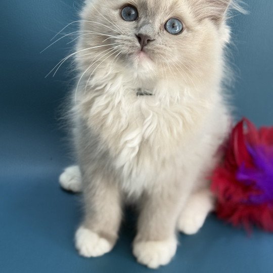 chaton Ragdoll blue mink mitted Angel Les Ragdolls de la Croisette