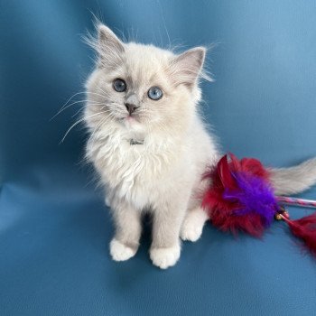 chaton Ragdoll blue mink mitted Angel Les Ragdolls de la Croisette chaton Ragdoll blue mink mitted Angel Les Ragdolls de la Croisette