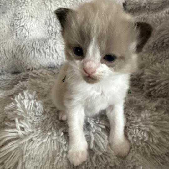 chaton Ragdoll vert Les Ragdolls de la Croisette