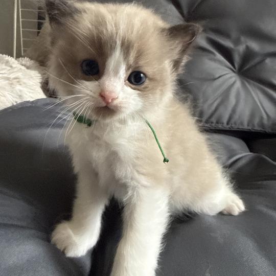 chaton Ragdoll vert Les Ragdolls de la Croisette