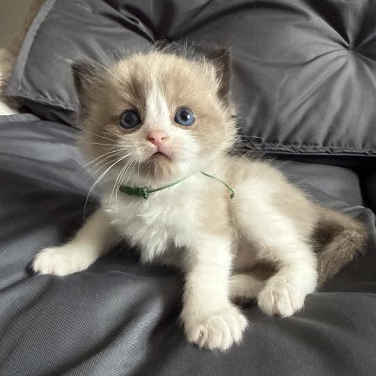 chaton Ragdoll vert Les Ragdolls de la Croisette