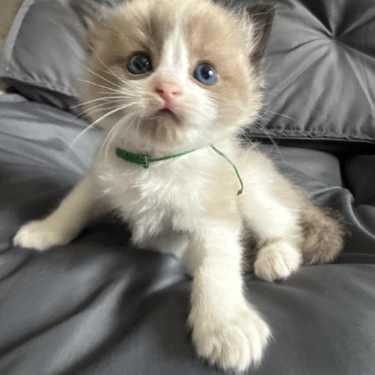 chaton Ragdoll vert Les Ragdolls de la Croisette