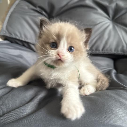 chaton Ragdoll vert Les Ragdolls de la Croisette