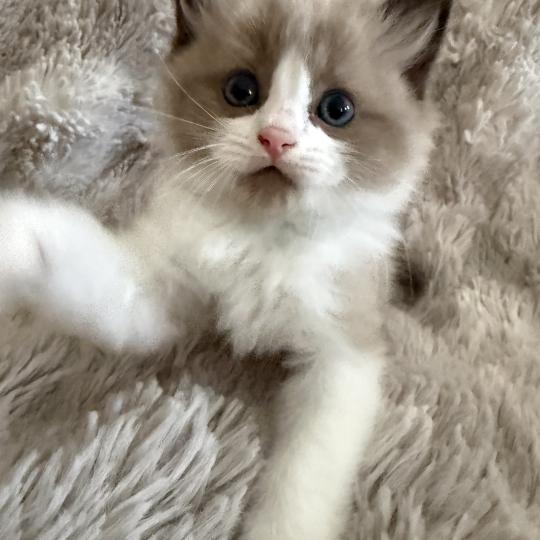 chaton Cherubim seal mink & blanc Bao Les Ragdolls de la Croisette