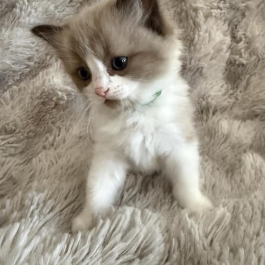 chaton Cherubim seal mink & blanc Bao Les Ragdolls de la Croisette