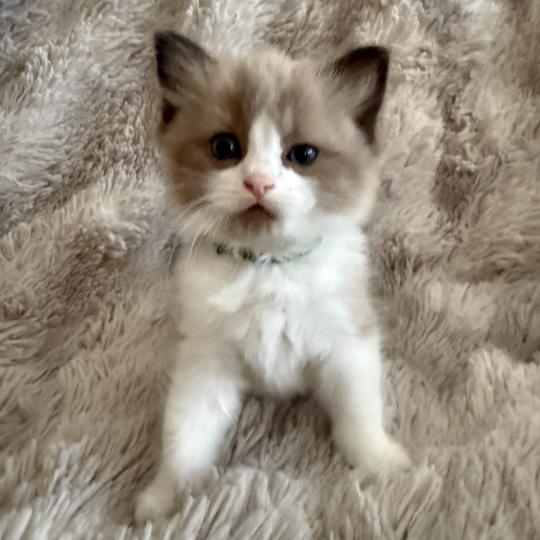 chaton Cherubim seal mink & blanc Bao Les Ragdolls de la Croisette