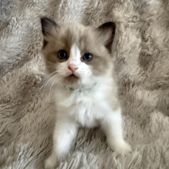 chaton Cherubim seal mink & blanc Bao Les Ragdolls de la Croisette