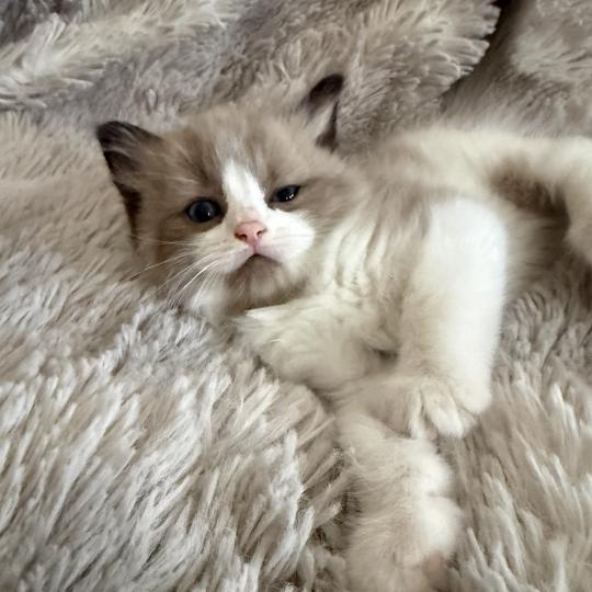 chaton Cherubim seal mink & blanc Bao Les Ragdolls de la Croisette