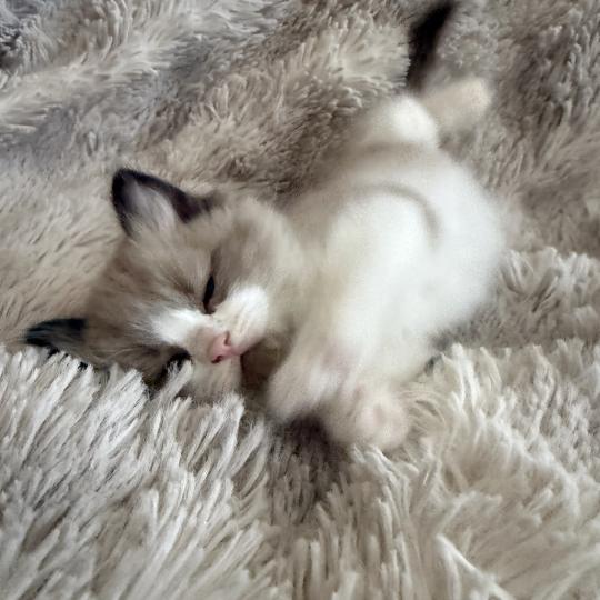 chaton Cherubim seal mink & blanc Bao Les Ragdolls de la Croisette
