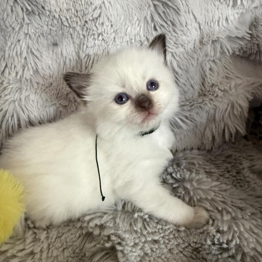 chaton Ragdoll charcoal point Vert Les Ragdolls de la Croisette