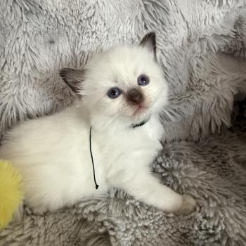 chaton Ragdoll charcoal point Vert Les Ragdolls de la Croisette