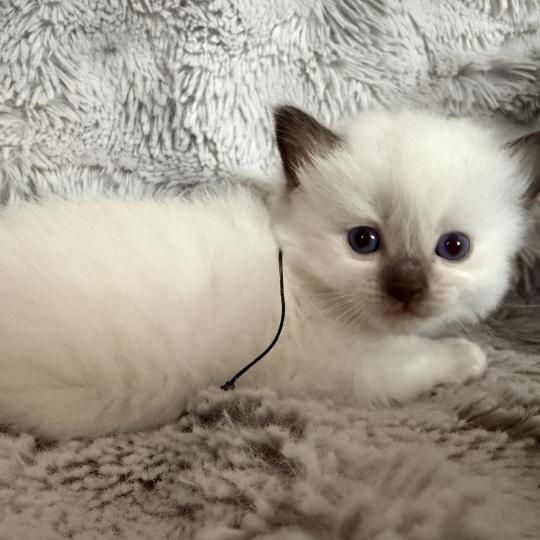 chaton Ragdoll charcoal point Vert Les Ragdolls de la Croisette