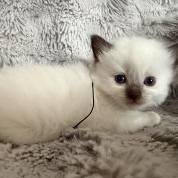 chaton Ragdoll charcoal point Vert Les Ragdolls de la Croisette