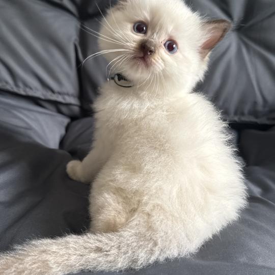 chaton Ragdoll charcoal point Vert Les Ragdolls de la Croisette