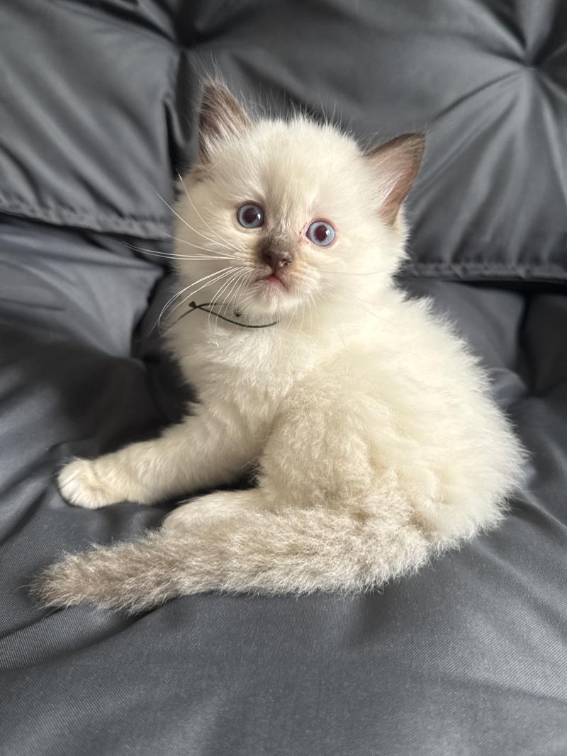 Vert De La Croisette Mâle Ragdoll