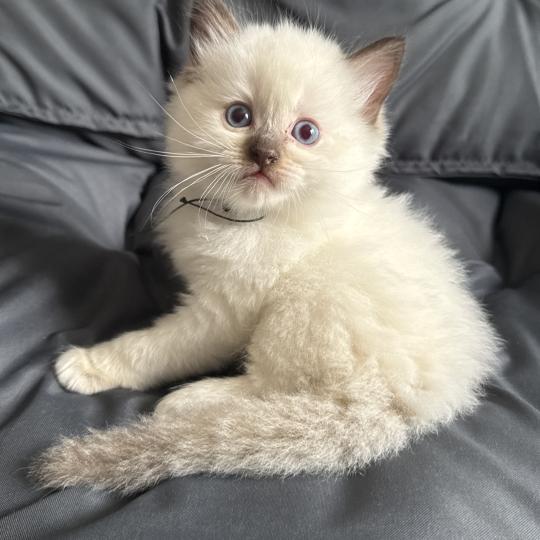 Vert De La Croisette Mâle Ragdoll