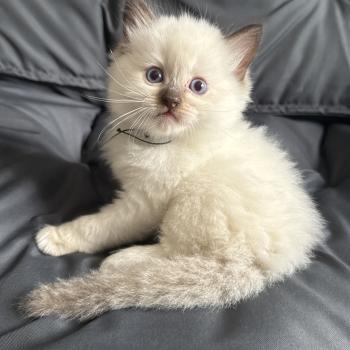 chaton Ragdoll charcoal point Vert Les Ragdolls de la Croisette