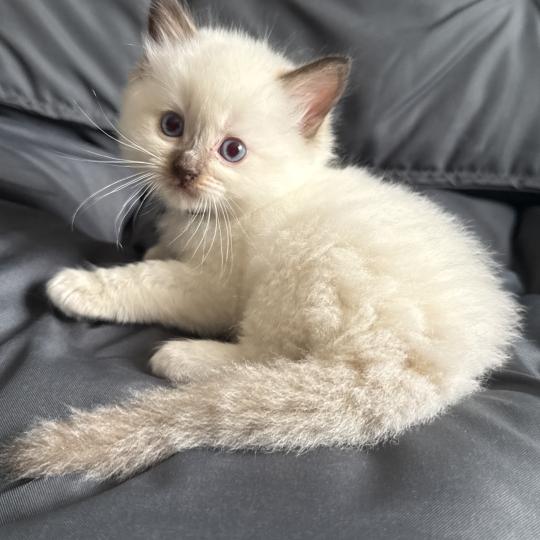 chaton Ragdoll charcoal point Vert Les Ragdolls de la Croisette