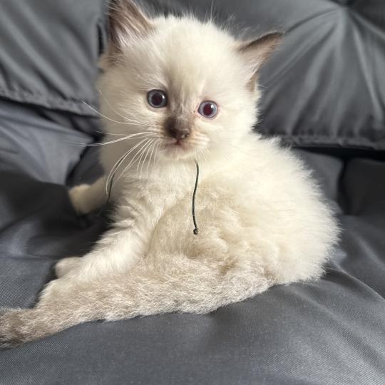 chaton Ragdoll charcoal point Vert Les Ragdolls de la Croisette