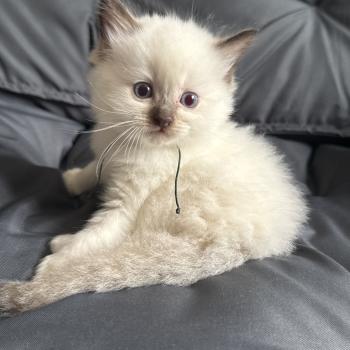chaton Ragdoll charcoal point Vert Les Ragdolls de la Croisette