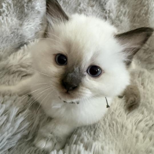 chaton Ragdoll chocolate point Boonty Vert Les Ragdolls de la Croisette