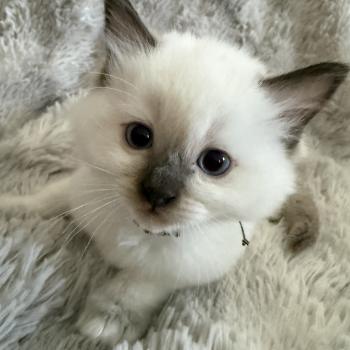 chaton Ragdoll chocolate point Boonty Vert Les Ragdolls de la Croisette