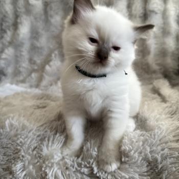 chaton Ragdoll chocolate point Boonty Vert Les Ragdolls de la Croisette