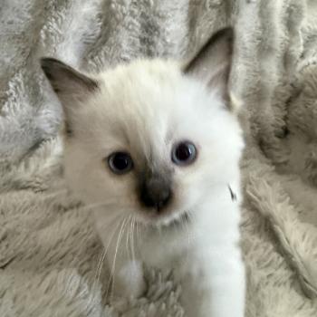 chaton Ragdoll chocolate point Boonty Vert Les Ragdolls de la Croisette