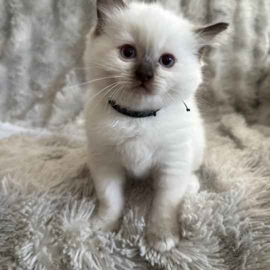 chaton Ragdoll chocolate point Boonty Vert Les Ragdolls de la Croisette