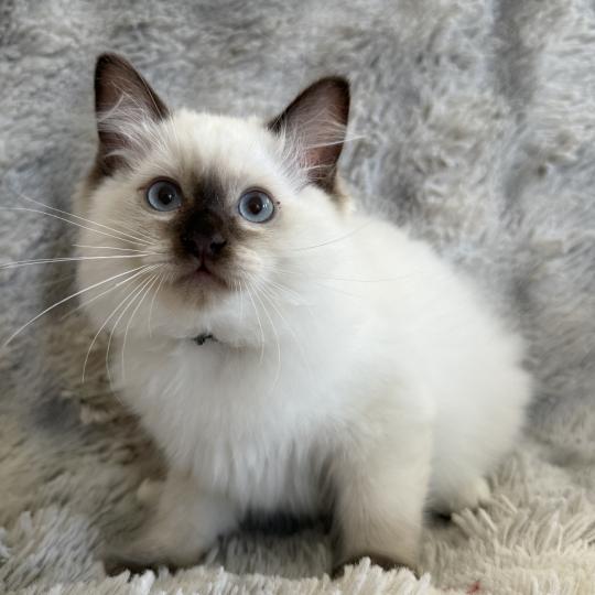 chaton Ragdoll chocolate point Boonty Vert Les Ragdolls de la Croisette
