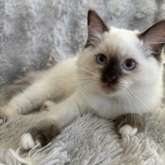 chaton Ragdoll chocolate point Boonty Vert Les Ragdolls de la Croisette
