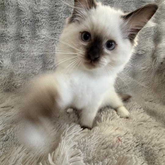 chaton Ragdoll chocolate point Boonty Vert Les Ragdolls de la Croisette