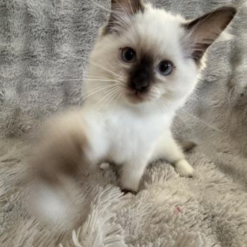 chaton Ragdoll chocolate point Boonty Vert Les Ragdolls de la Croisette