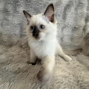 chaton Ragdoll chocolate point Boonty Vert Les Ragdolls de la Croisette