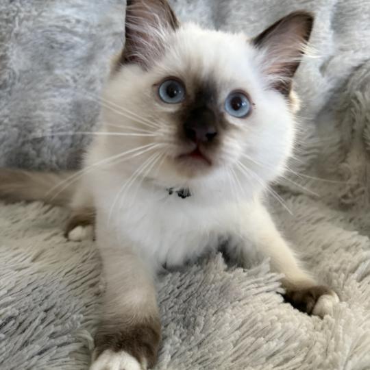 chaton Ragdoll chocolate point Boonty Vert Les Ragdolls de la Croisette