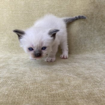 chaton Ragdoll seal point mitted vert fonce Les Ragdolls de la Croisette