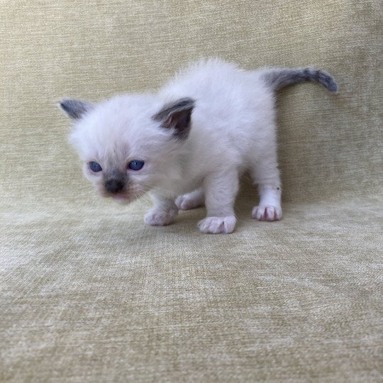 chaton Ragdoll seal point mitted vert fonce Les Ragdolls de la Croisette