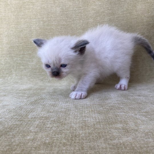 chaton Ragdoll seal point mitted vert fonce Les Ragdolls de la Croisette