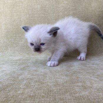 chaton Ragdoll seal point mitted vert fonce Les Ragdolls de la Croisette chaton Ragdoll seal point mitted vert fonce Les Ragdolls de la Croisette